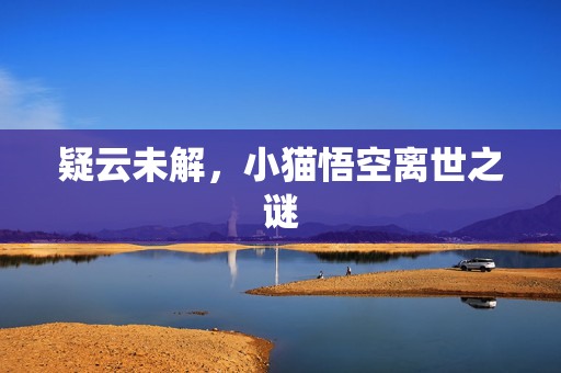 疑云未解，小猫悟空离世之谜