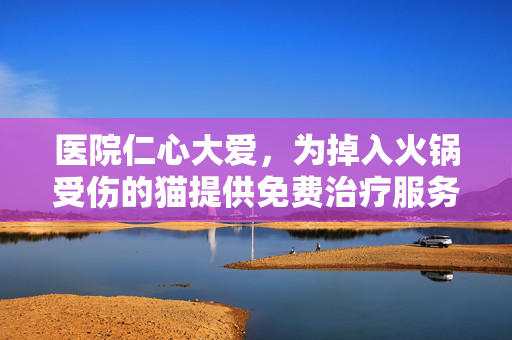 医院仁心大爱，为掉入火锅受伤的猫提供免费治疗服务