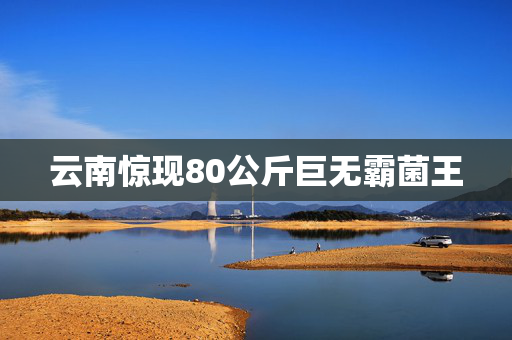 云南惊现80公斤巨无霸菌王
