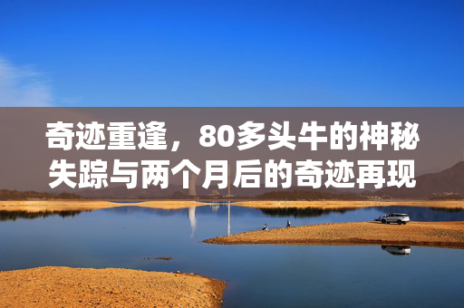 奇迹重逢，80多头牛的神秘失踪与两个月后的奇迹再现