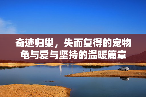 奇迹归巢，失而复得的宠物龟与爱与坚持的温暖篇章