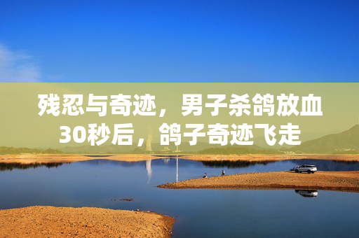 残忍与奇迹，男子杀鸽放血30秒后，鸽子奇迹飞走