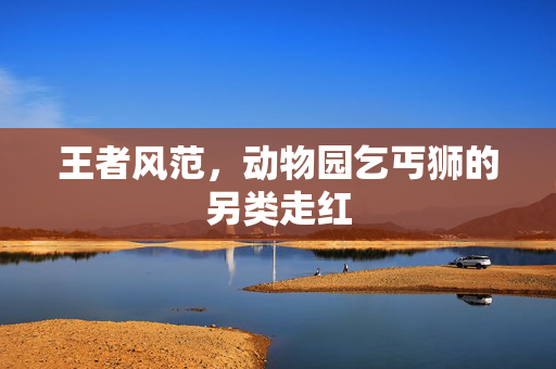 王者风范，动物园乞丐狮的另类走红