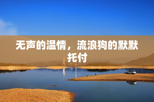无声的温情，流浪狗的默默托付
